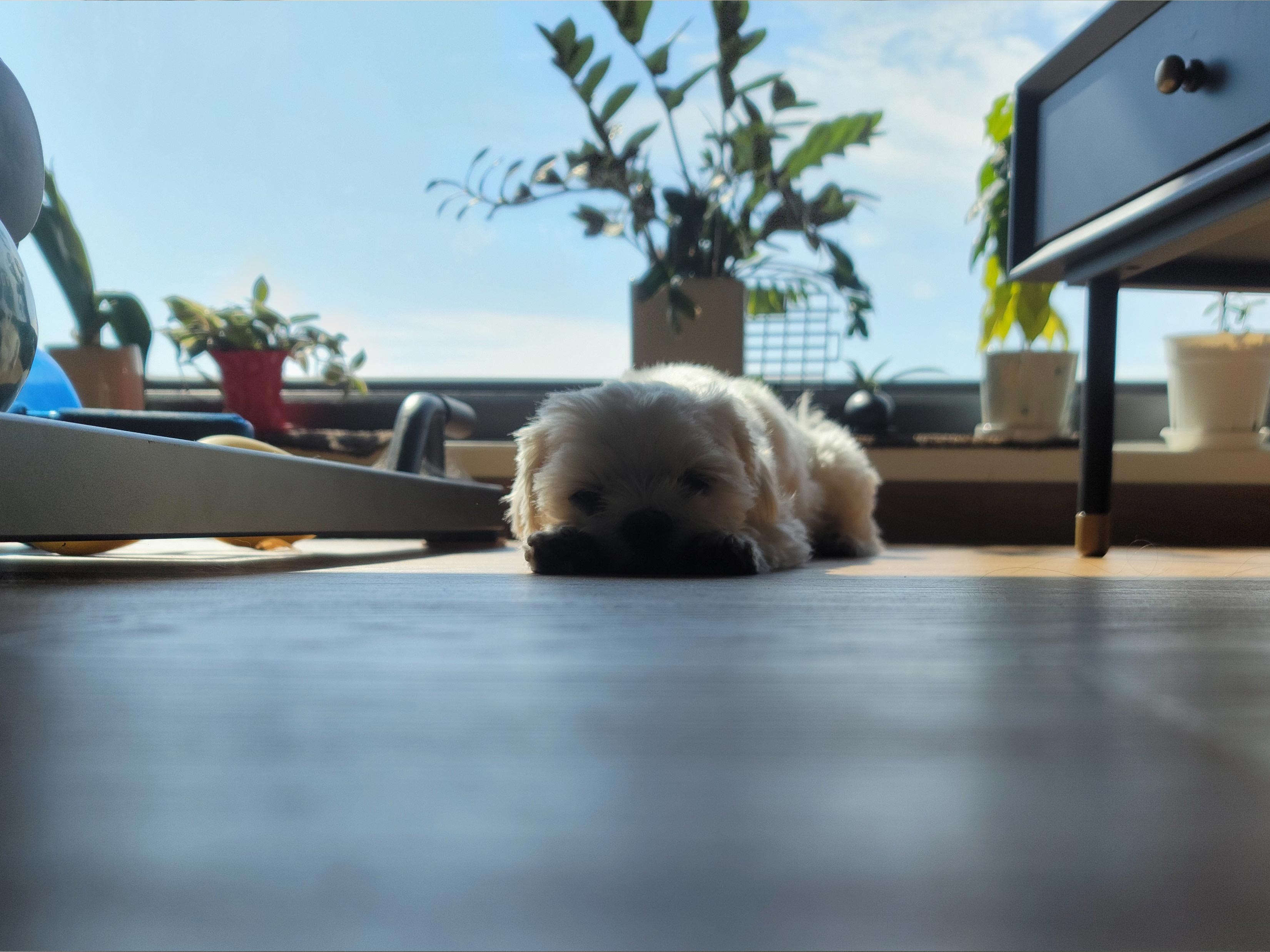 강아지가 창가에서 자고 있는 모습