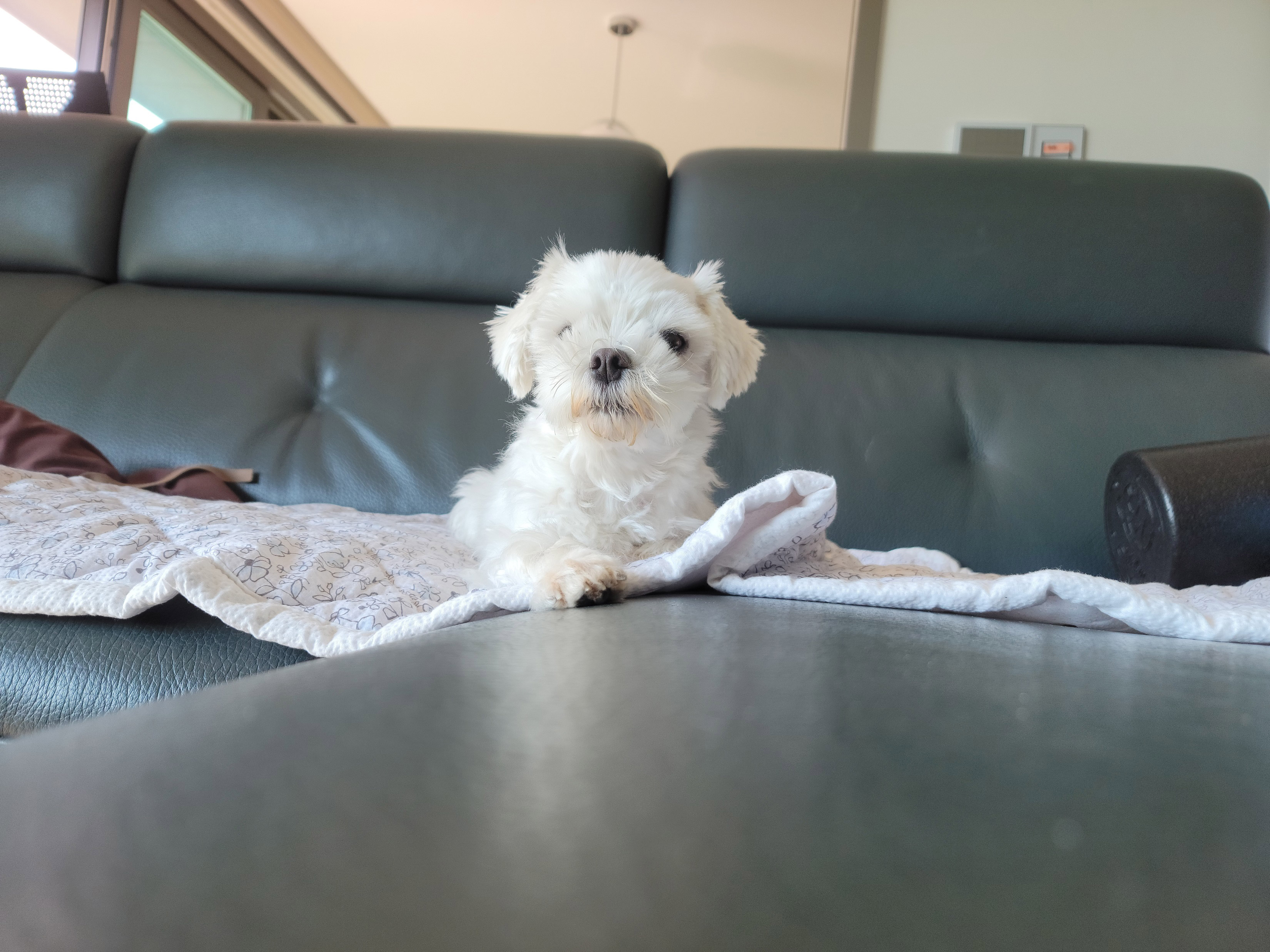 강아지가 소파 위에 앉아 있는 모습